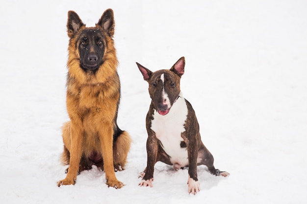 Herder en bull terrier die op de sneeuw in een park zitten. Rashonden