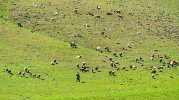 Herder en kudde schapen in de wei