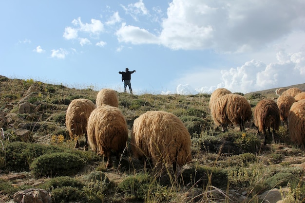 Herder en schapen