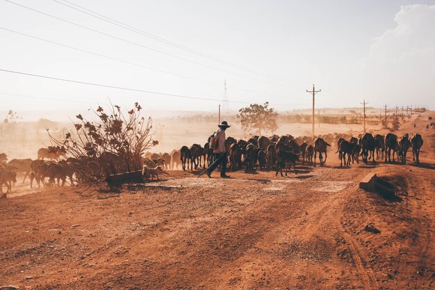 Photo herder walking with cows at desert against sky