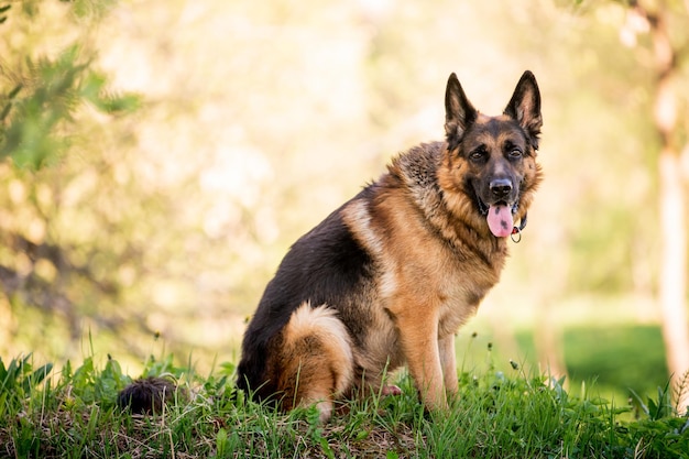 Herder zit bij het water Oost-Europese Herder