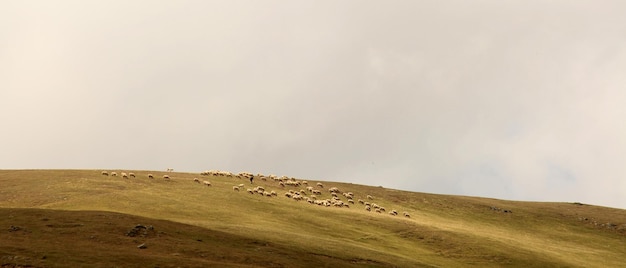Herders en schapen
