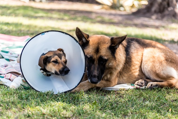 Herdershond begeleidt een andere gewonde hond met een Elizabethaanse halsband in het park