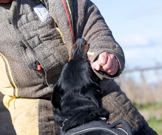 Herdershond uit Beauce traint in de natuur voor veiligheid