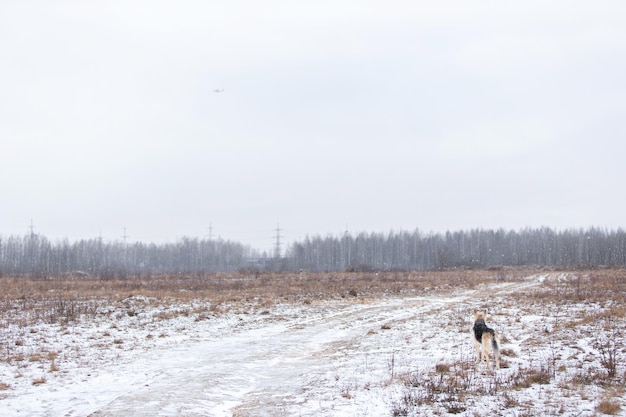 Foto herdershond van gemengd ras die in de winter op het veld staat