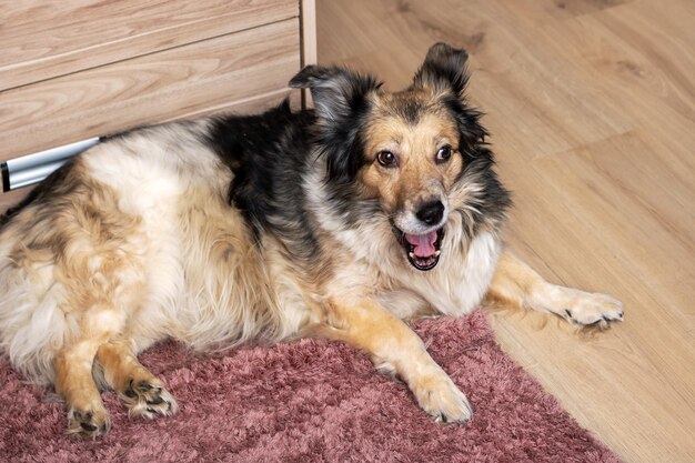 羊飼い犬が硬木の敷き布団の上に横たわり,毛皮のイベントで口が開いている