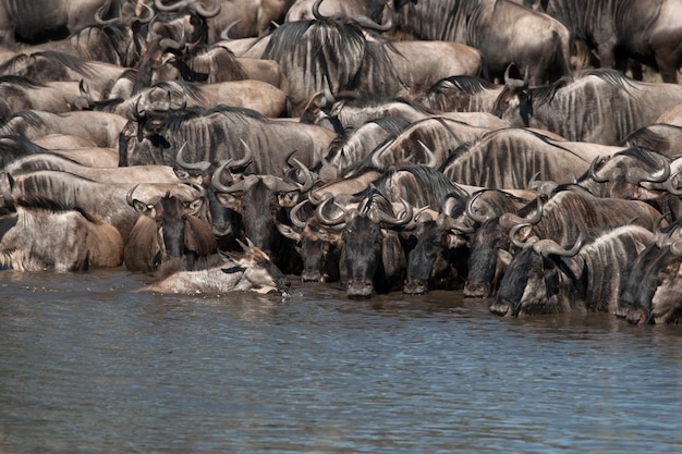 Photo herds of wildebeest at the serengeti national park