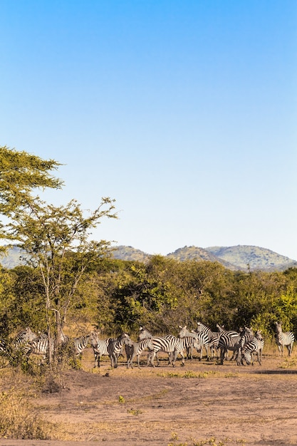 シマウマの群れ。セレンゲティ、タンザニア