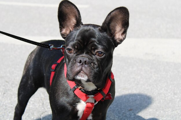 Here is photo of french bulldog