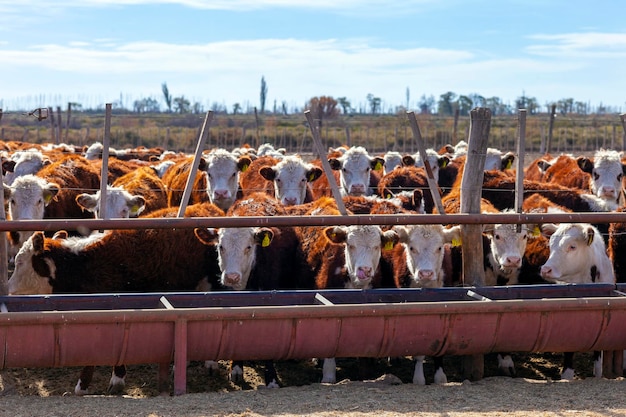 Hereford cattle farm