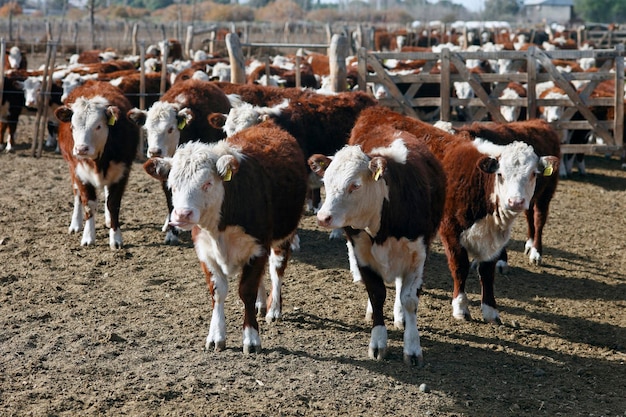 Hereford cattle farm