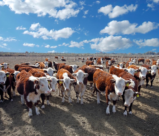 Hereford cattle farm