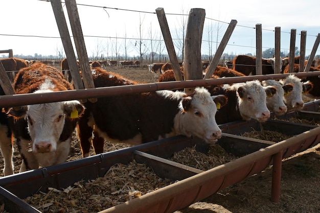 Hereford cattle