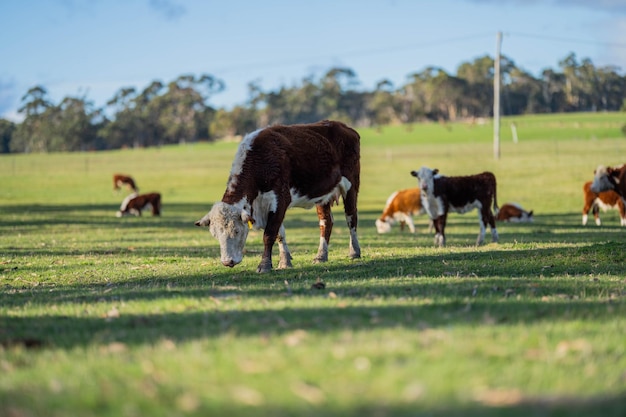 hereford cows in australia in a paddock grazing on grass in spring