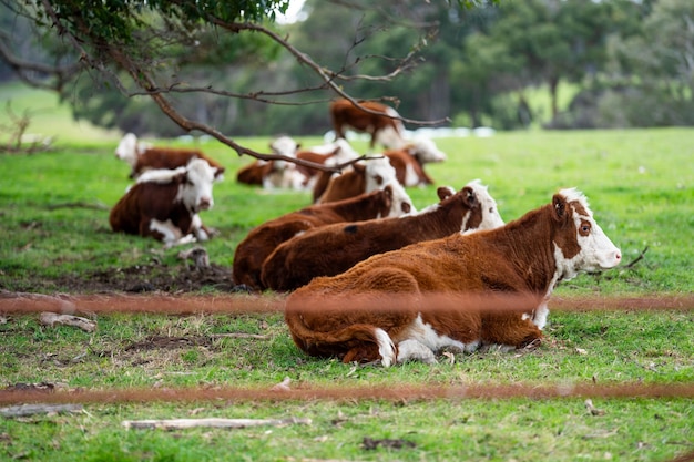 hereford cows in australia in a paddock grazing on grass