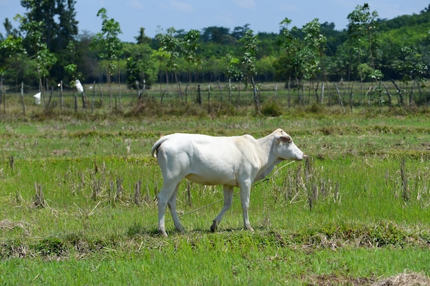 Hereford kraakt fotografie in de natuur