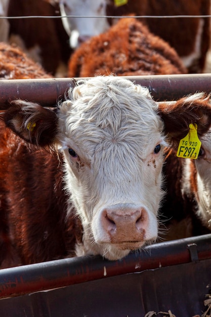 Hereford veehouderij