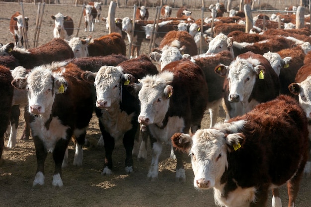 Hereford veehouderij