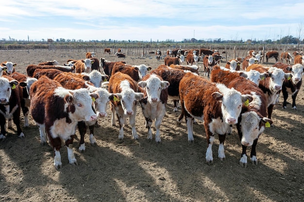 Hereford veehouderij