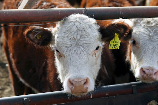 Hereford veehouderij