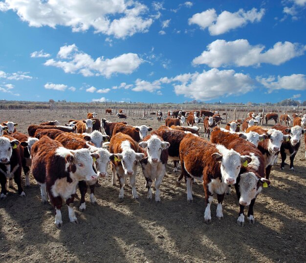 Hereford veehouderij