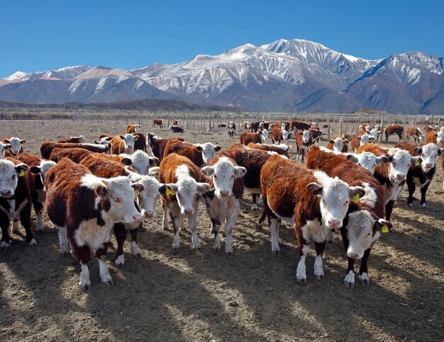 Hereford veehouderij