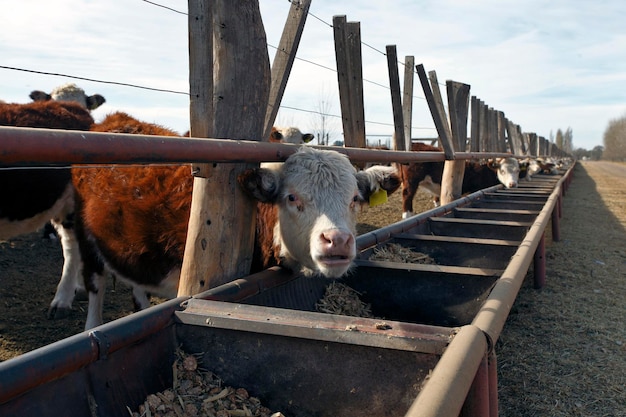 Hereford veehouderij