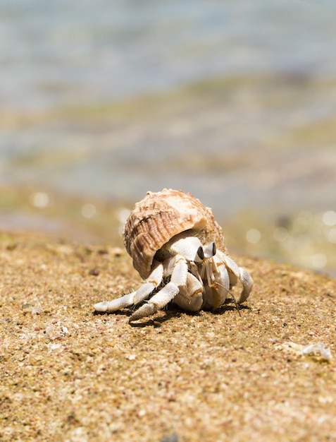 Heremietkreeft in een schroef schaal