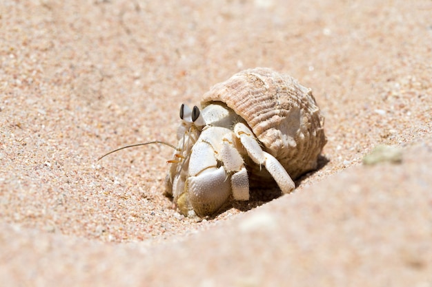 Heremietkreeft in een schroefschaal