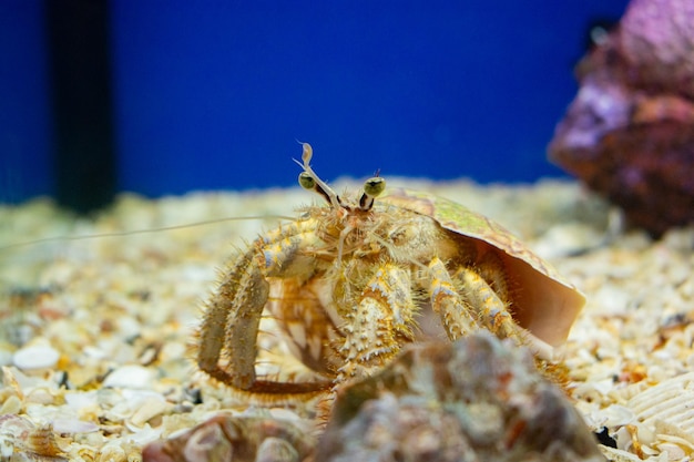 Foto heremietkreeft in het aquarium