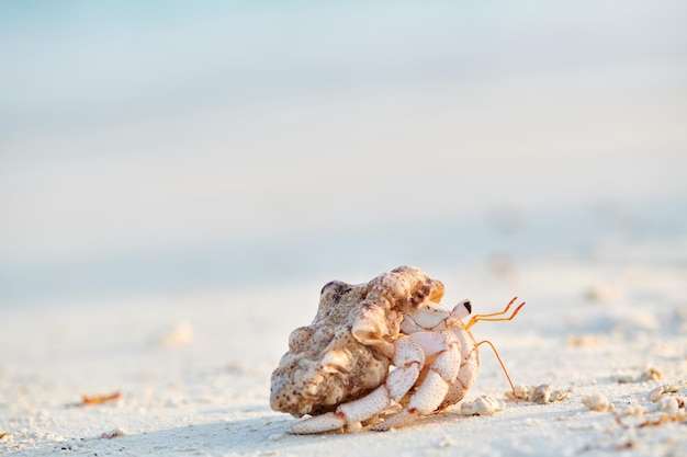 Heremietkreeft op een strand