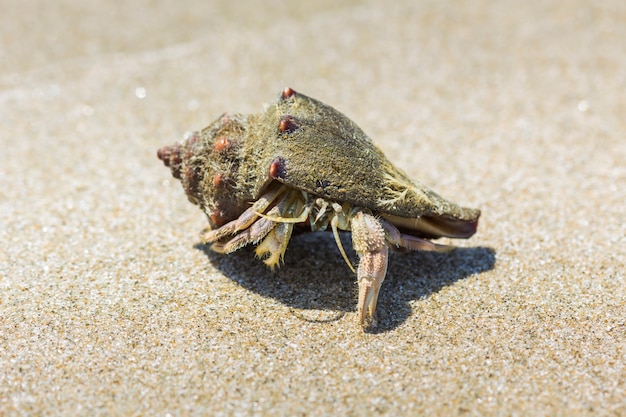 Heremietkreeft op het strand in Hua Hin