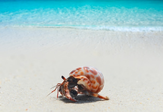 Heremietkreeften lopen op het strand met zonlicht.