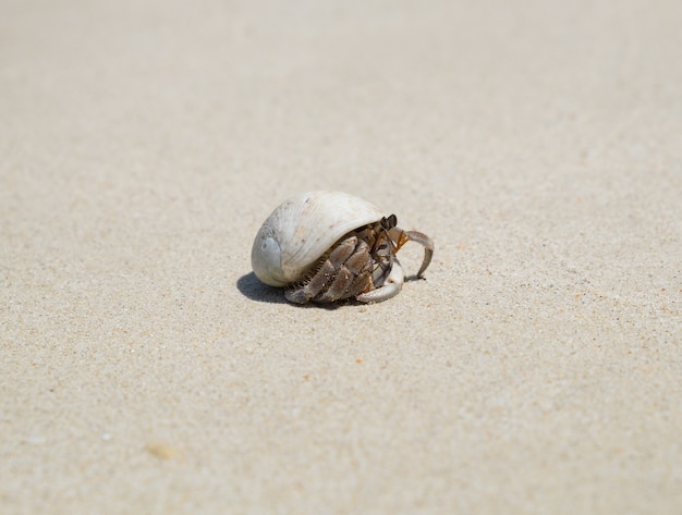 Heremietkreeftenkonijn op strand