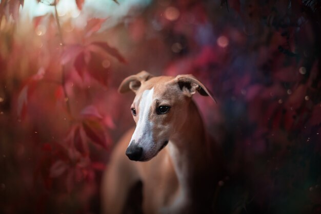 Heren whippet in het rood