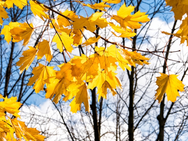 Herfst aard achtergrond met esdoorn takken