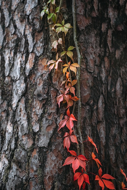 Herfst achtergrond boomschors met rode virginia klimplant bladeren parthenocissus quinquefolia virginia