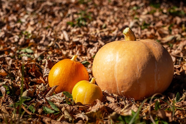 Herfst achtergrond - drie pompoenen op droge gele bladeren.