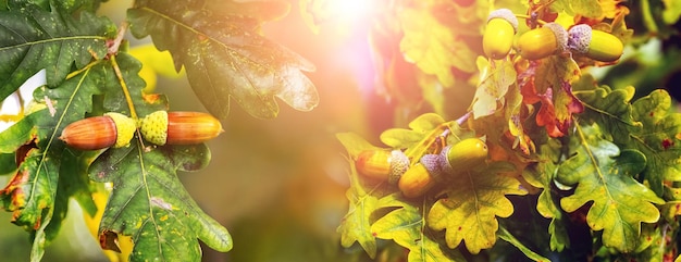 Herfst achtergrond eiken tak met bladeren en eikels in de zon panorama