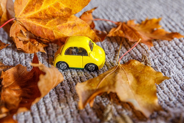 Herfst achtergrond. gele speelgoedauto en gedroogde oranje herfst esdoorn bladeren op grijze gebreide trui. thanksgiving banner kopie ruimte. hygge mood koud weer leveringsconcept. hallo herfstreizen.