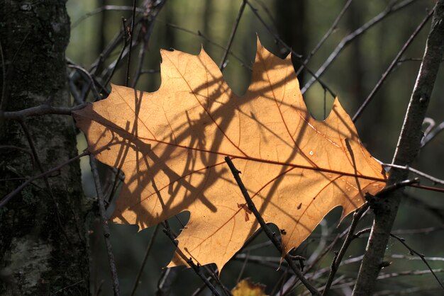 Herfst achtergrond met bladeren gevlochten in de takken van het bos.