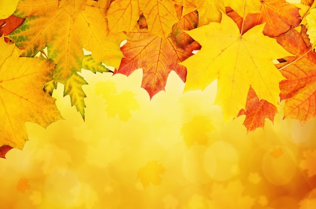 herfst achtergrond met bladeren vector illustratie