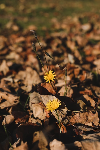 Herfst achtergrond met bloemen in de tuin