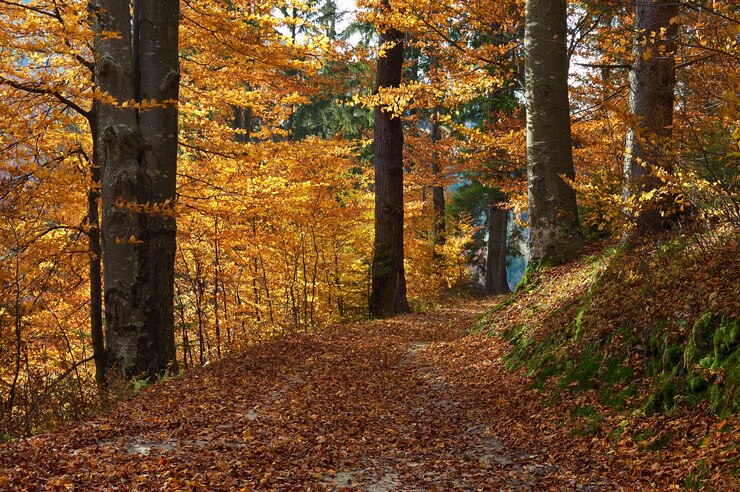 Herfst achtergrond met bomen in het bos
