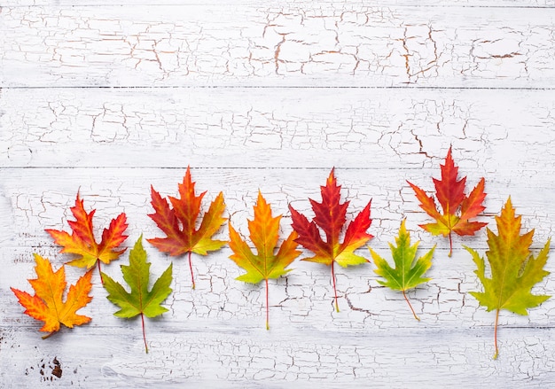 Herfst achtergrond met esdoorn bladeren