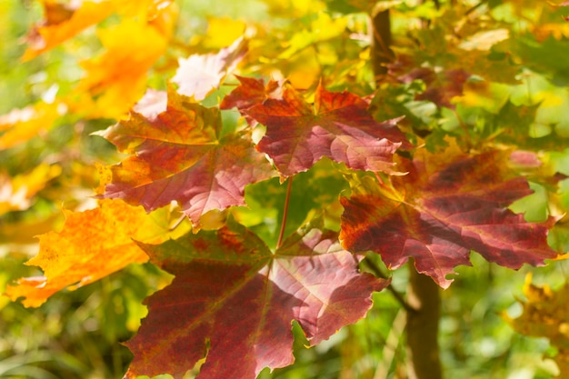 Herfst achtergrond met esdoorn gekleurde bladeren geel rood oranje