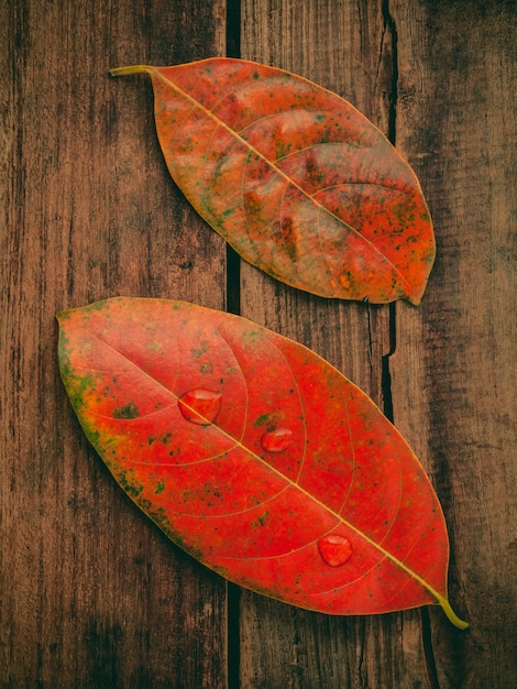 Herfst achtergrond met gekleurde bladeren vallen op grunge houten bord.