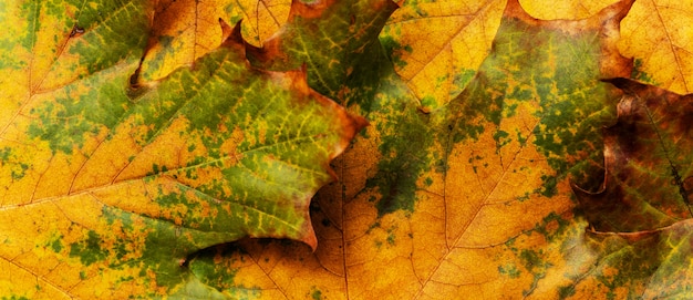 Herfst achtergrond met gekleurde esdoorn bladeren.