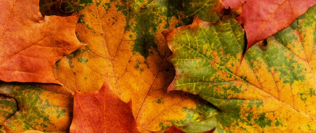 Herfst achtergrond met gekleurde esdoorn bladeren.