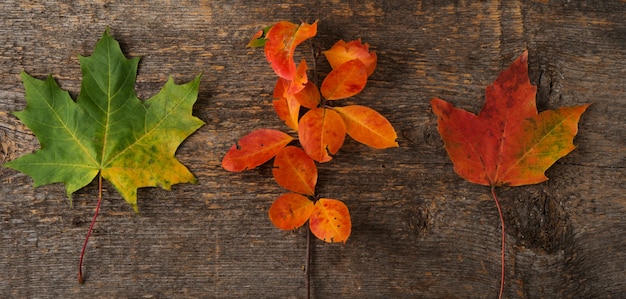 Herfst achtergrond met gevallen bladeren, gouden herfst, bovenaanzicht, banner